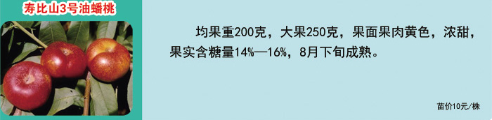 桃苗